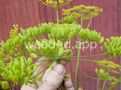 parsnip, wild
